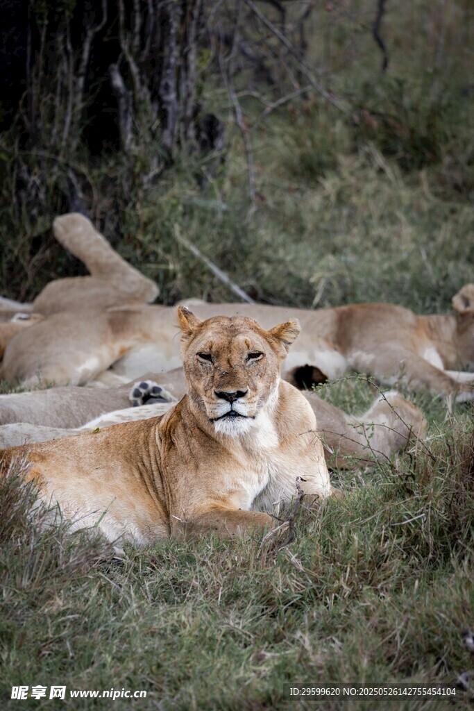 草原上休憩的母狮