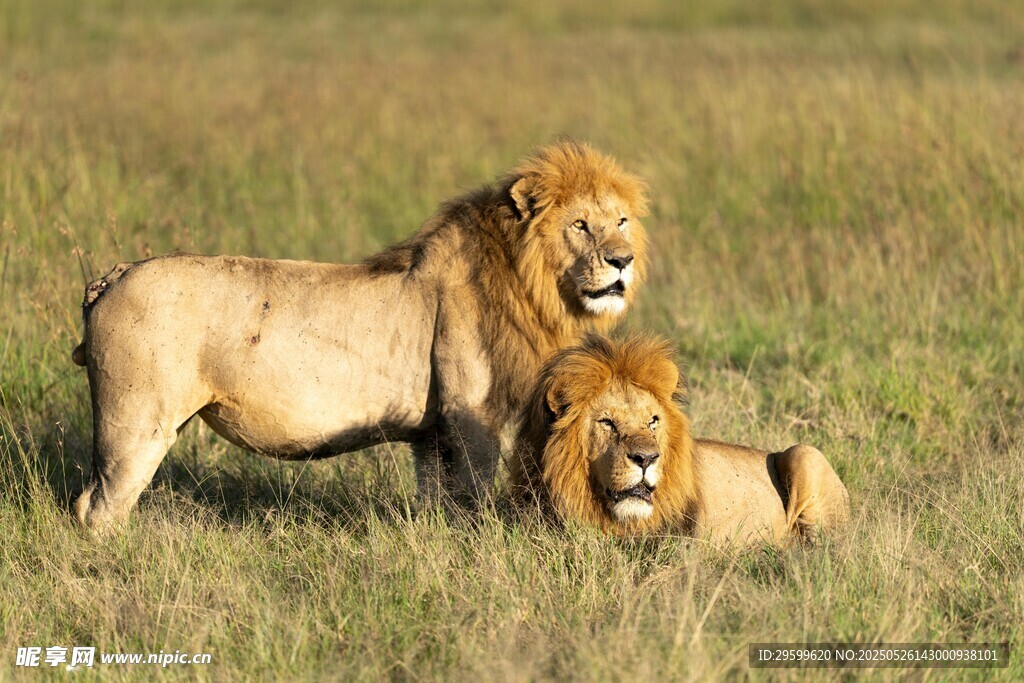 草原上的两只威武雄狮