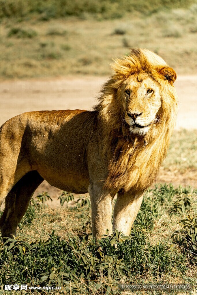 草原上的雄狮