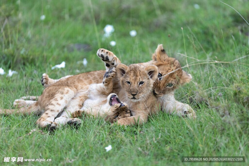 草地上嬉戏的两只小狮子