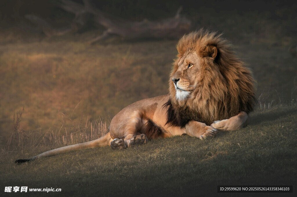 雄狮与雌狮的温馨时刻