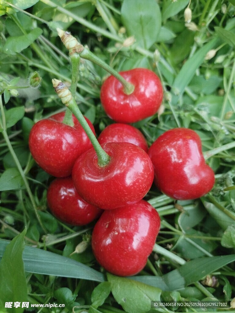 草地上的鲜红樱桃