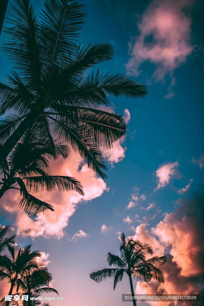 夕阳下的棕榈树与梦幻天空