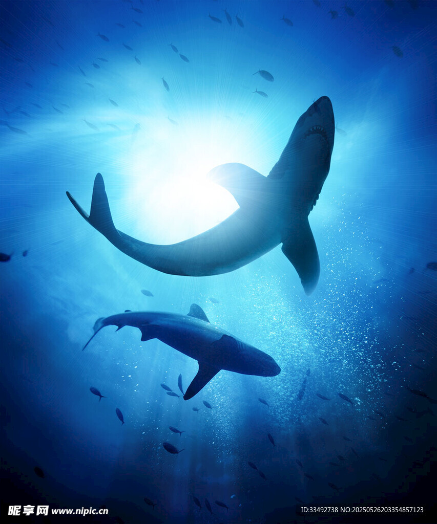 深海中遨游的双鲨