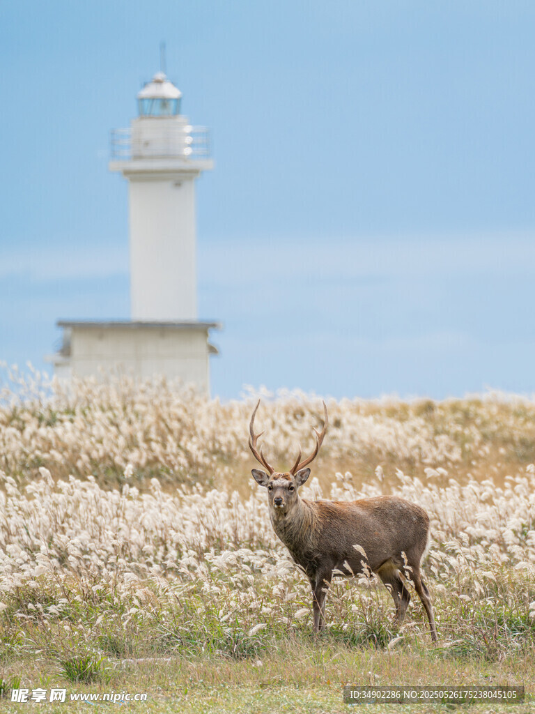 草原上的鹿与远方灯塔