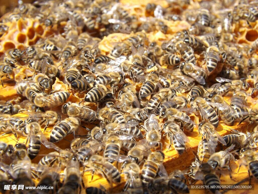 蜂巢上忙碌的蜂群