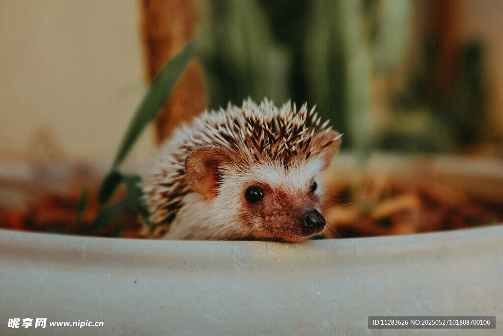 可爱小刺猬探头张望