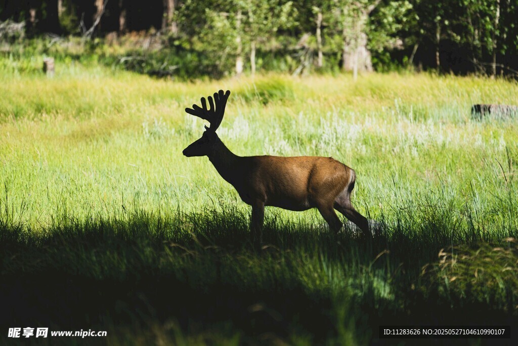 草原上的雄鹿