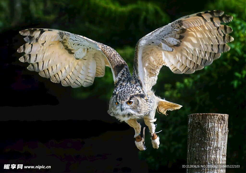 展翅翱翔的猫头鹰