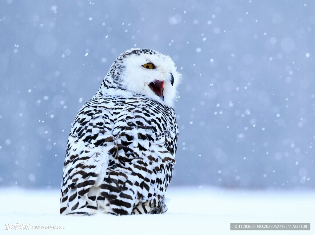 雪地中的黑白花纹猫头鹰