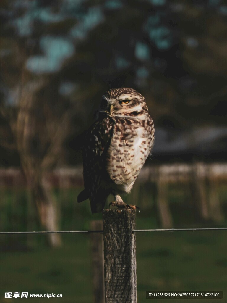 站在木桩上的猫头鹰