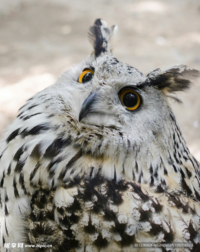 呆萌猫头鹰特写