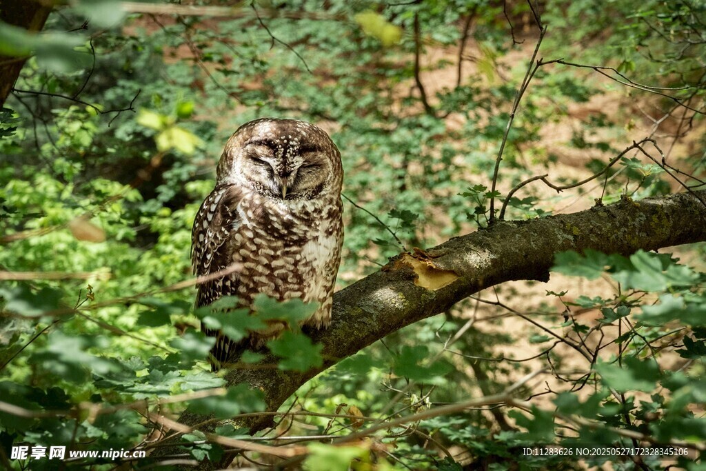 树枝上的猫头鹰