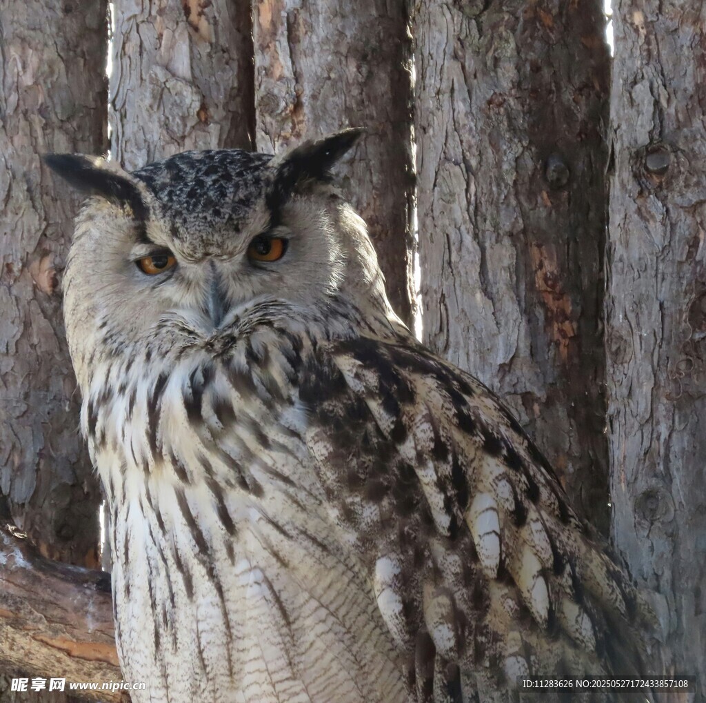 威严猫头鹰栖息于木间