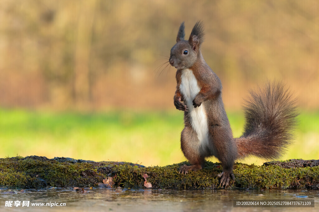站立松鼠