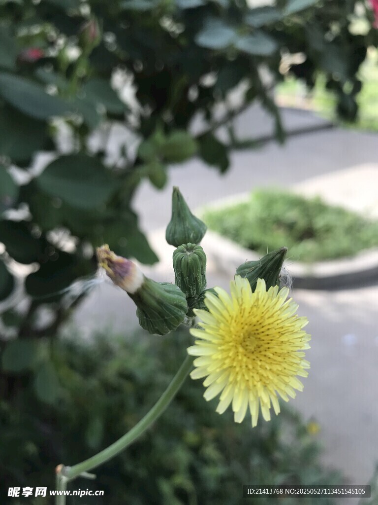 绽放的黄色蒲公英花朵