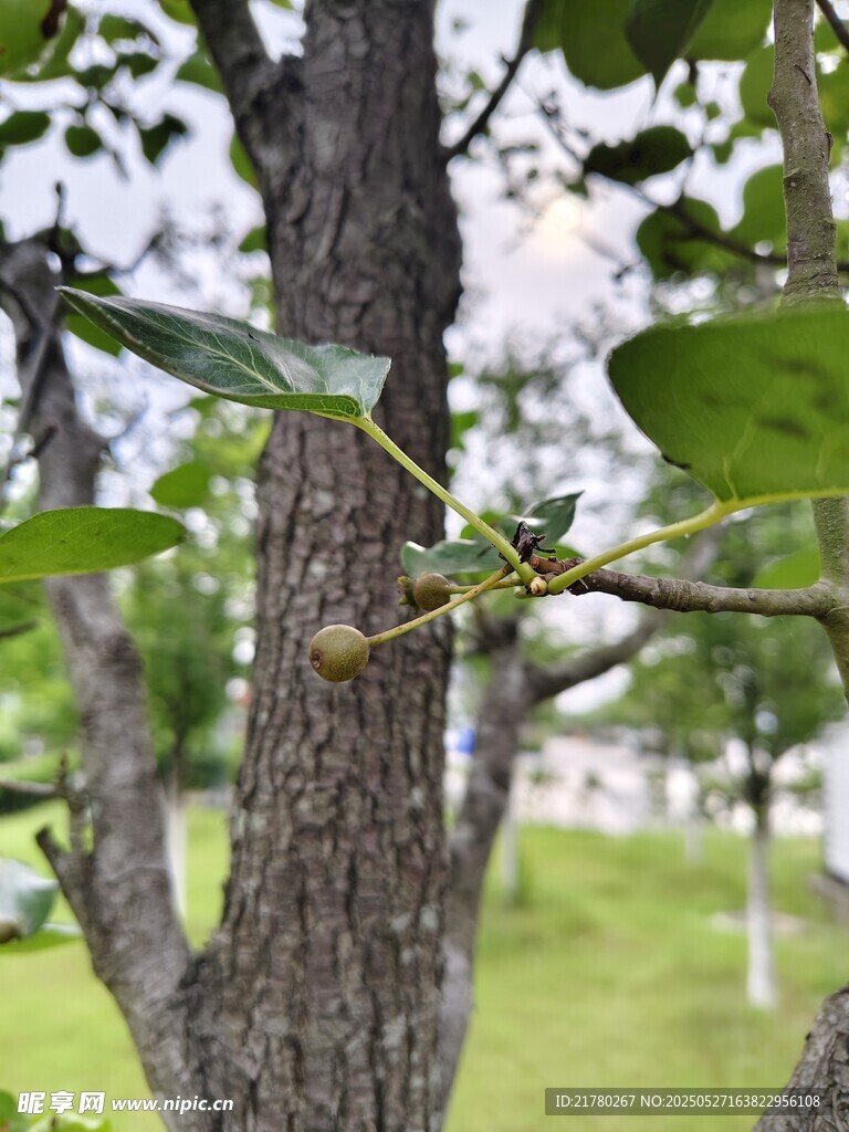 梨树结果