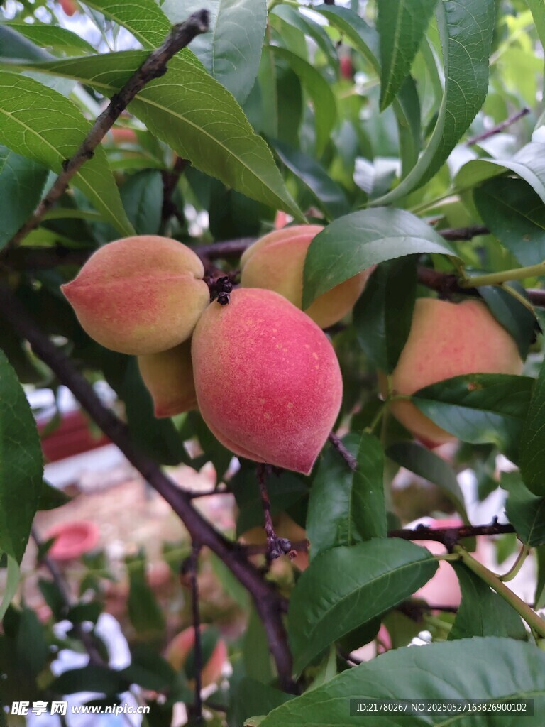 枝头粉嫩鲜桃挂满绿叶间