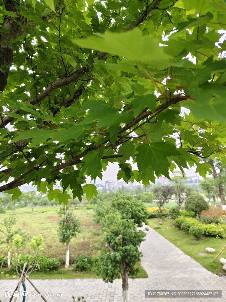 绿荫下的宁静小路