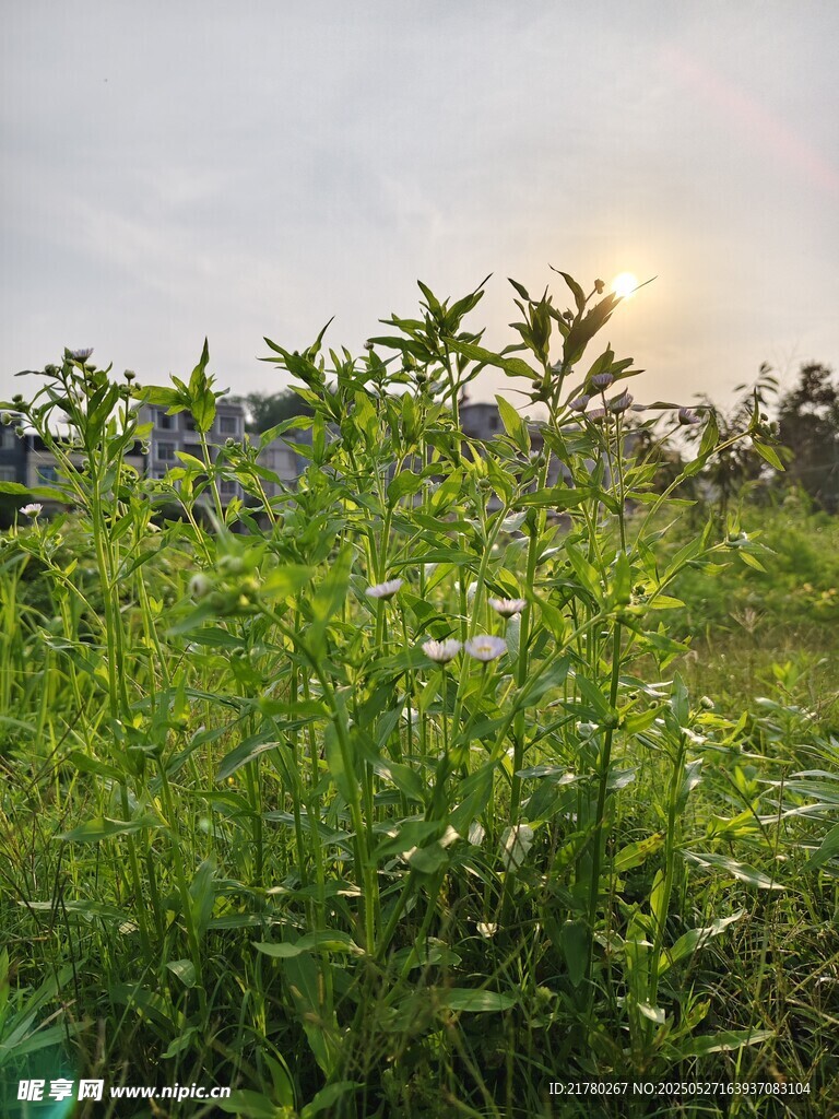 夕阳下的繁茂花草景观