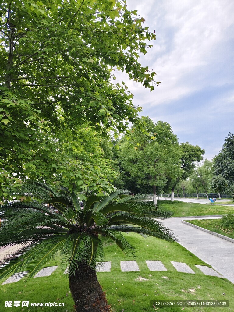 绿意盎然的公园小径