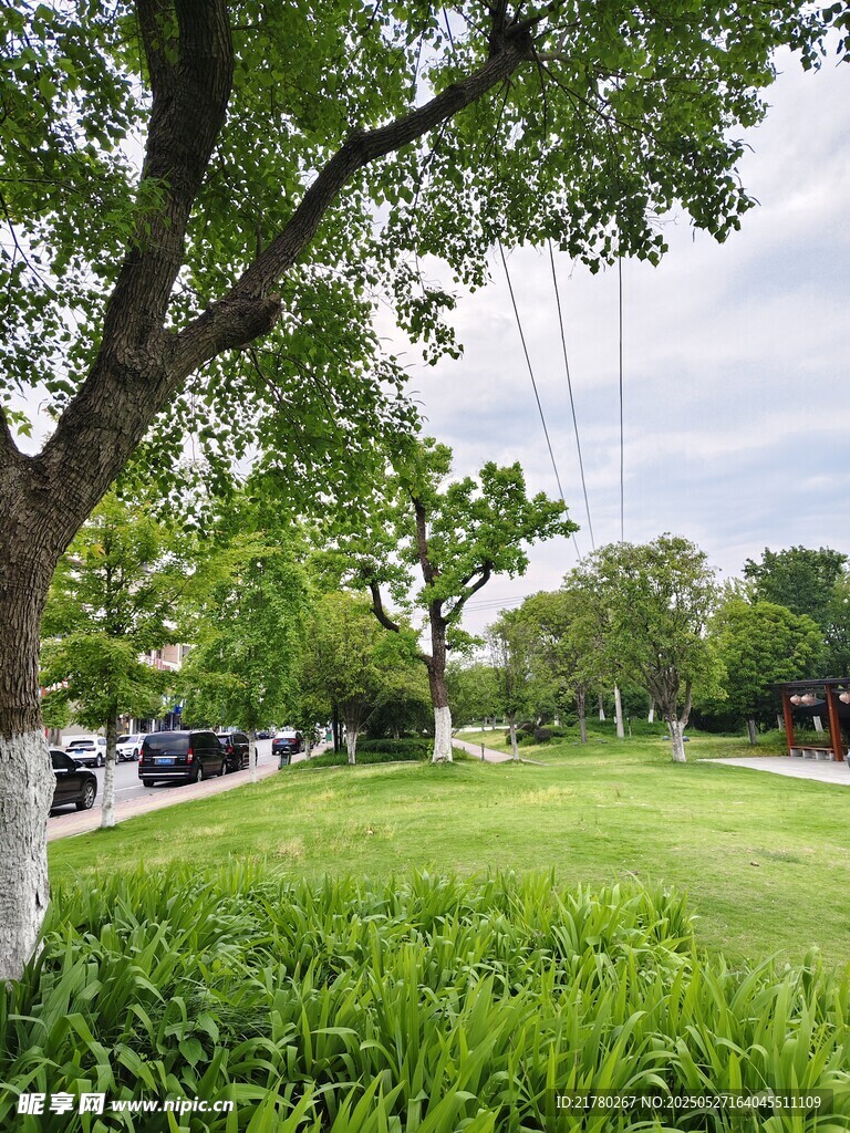 绿意盎然的户外草坪风景