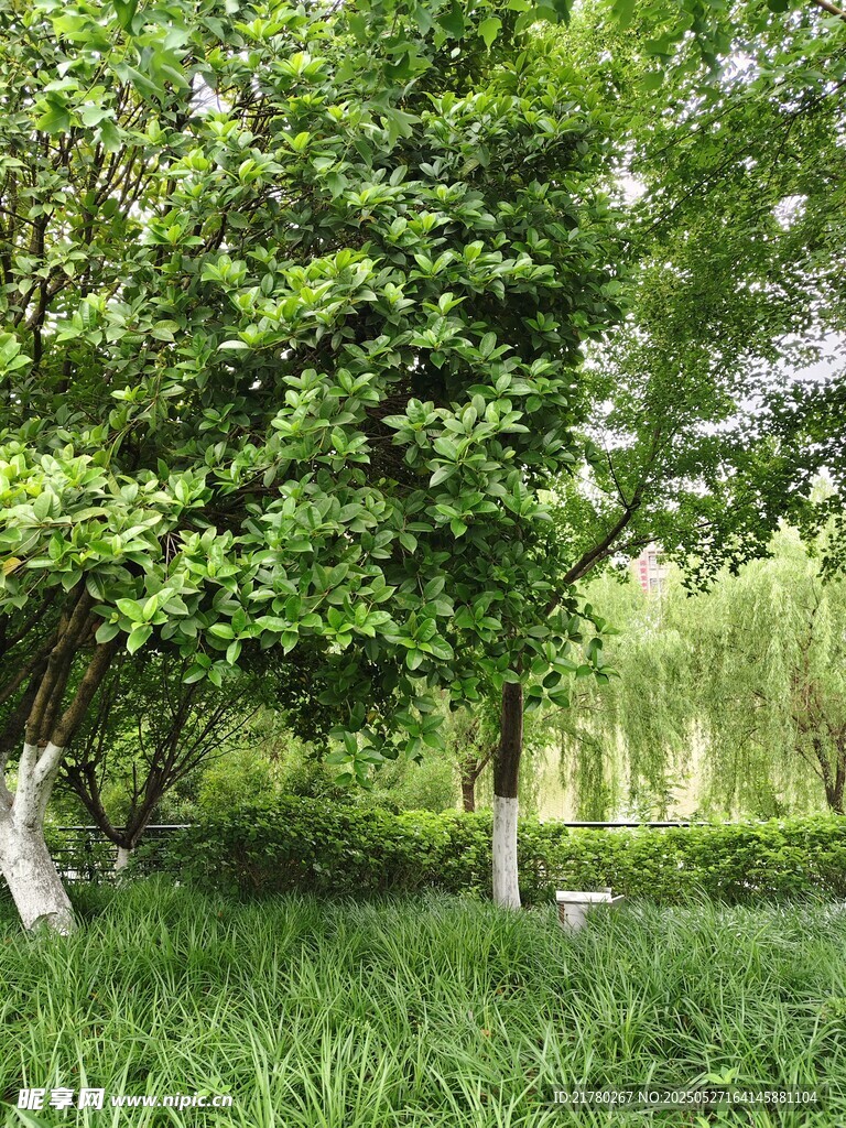 绿意盎然的林间草地