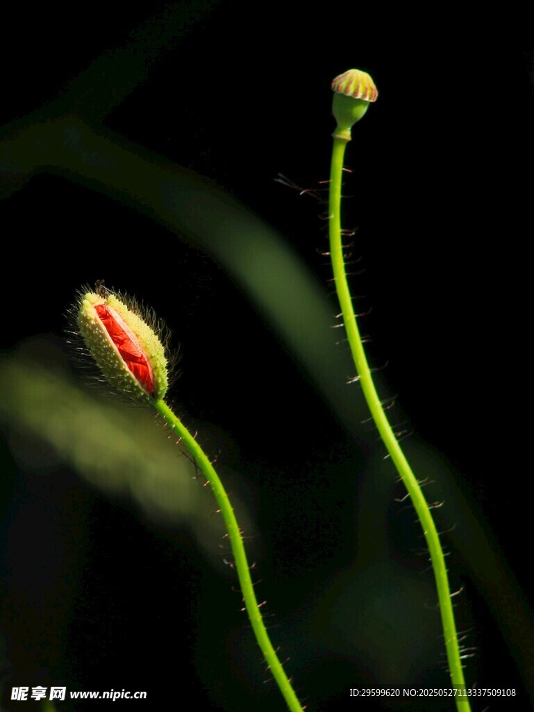 两株含苞待放的绿色花朵