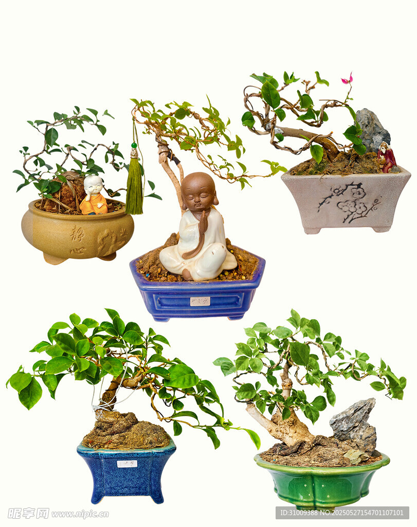 多样精致盆景艺术展示