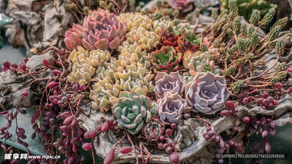 多彩多肉植物组合景观
