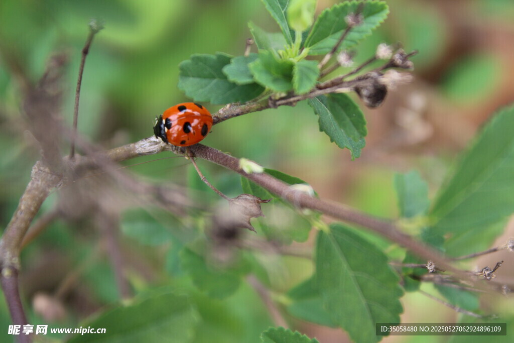 枝头的红色瓢虫