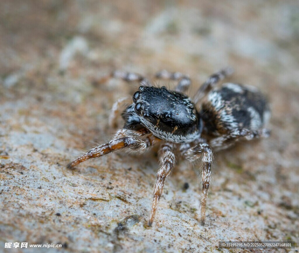 微距下的可爱跳蛛