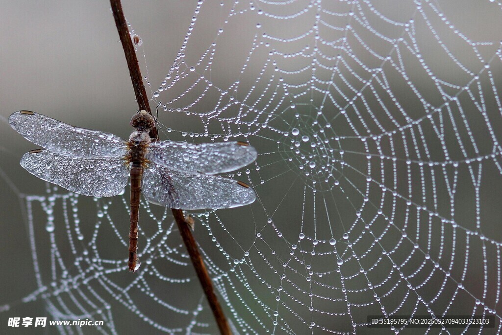 霜覆蛛网与蜻蜓