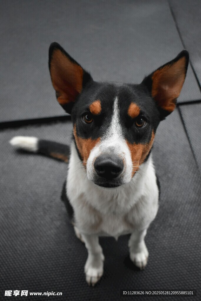 可爱三色小狗乖巧蹲坐