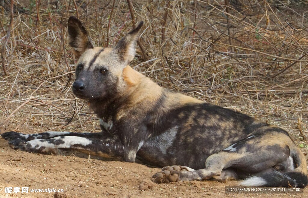 非洲野犬休憩于荒野