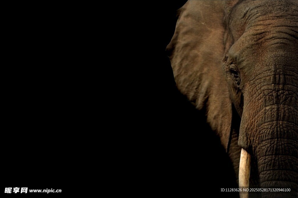 大象特写