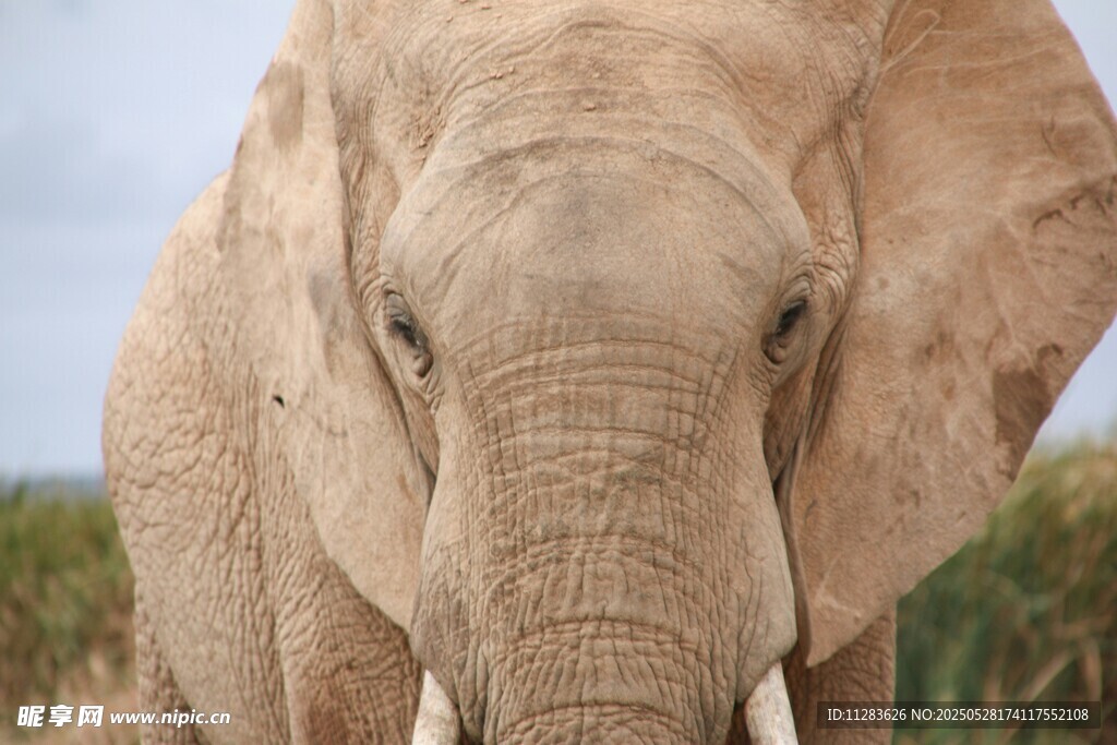 草原上的大象特写