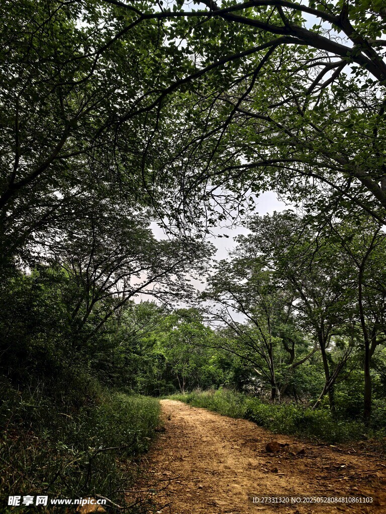 林间土路 静谧自然之景