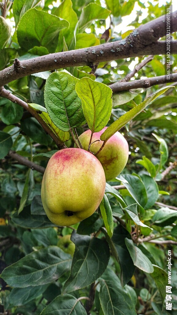 枝头鲜桃挂 绿叶相映衬