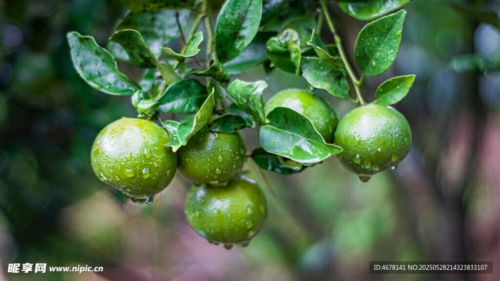 枝头青果挂 绿意盎然