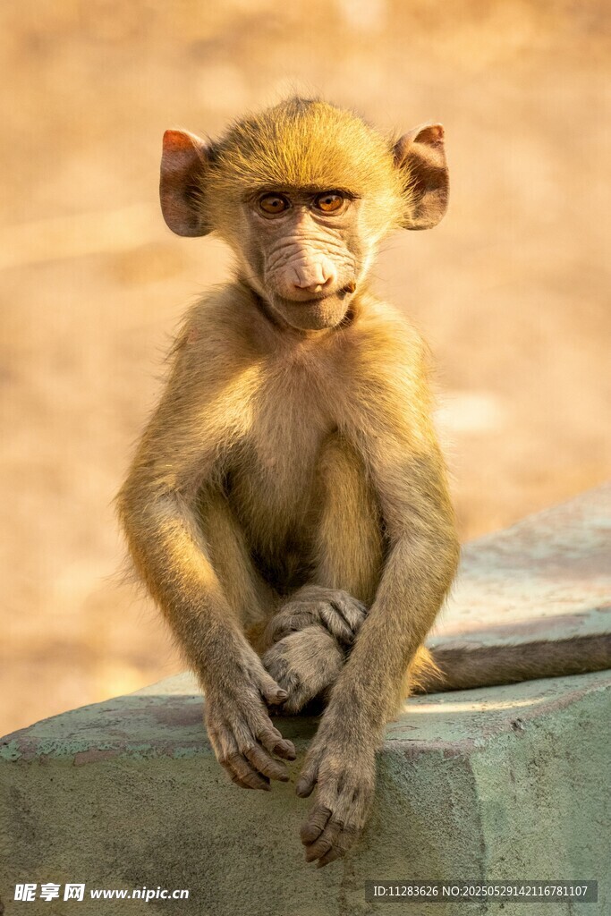 可爱小猴坐石上