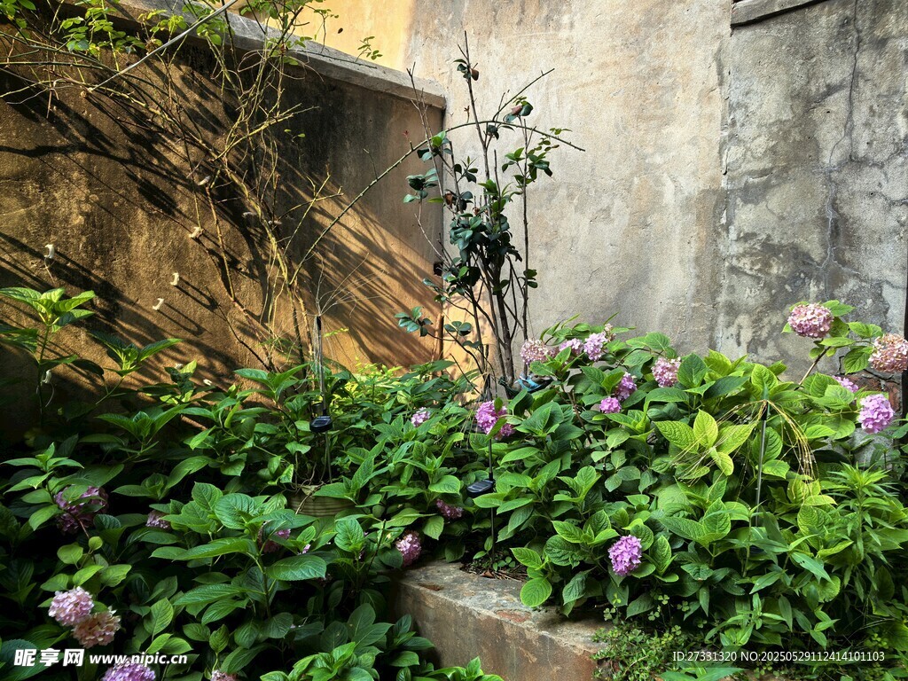 墙角绿植绽放生机