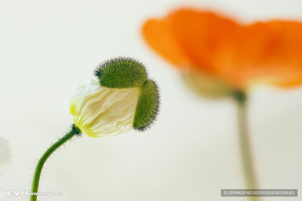 含苞待放的清新小花