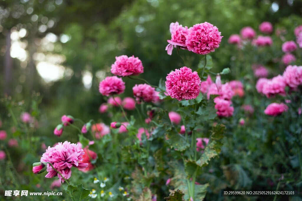 娇艳盛开的粉色花丛
