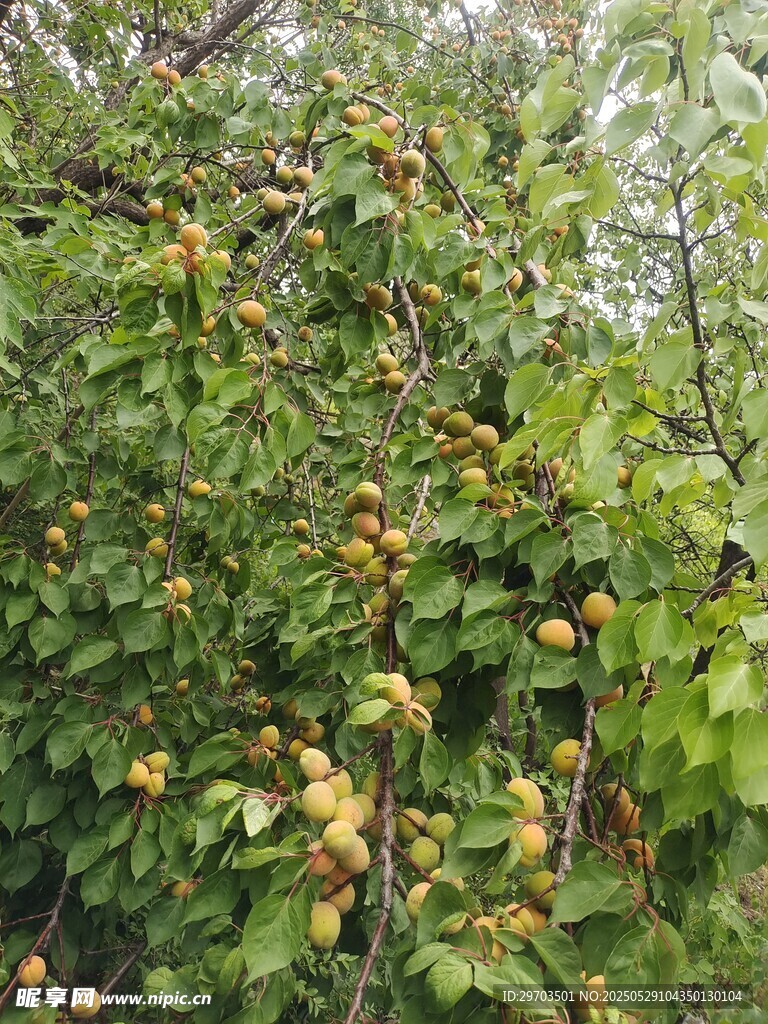 枝头挂满黄澄澄的果实