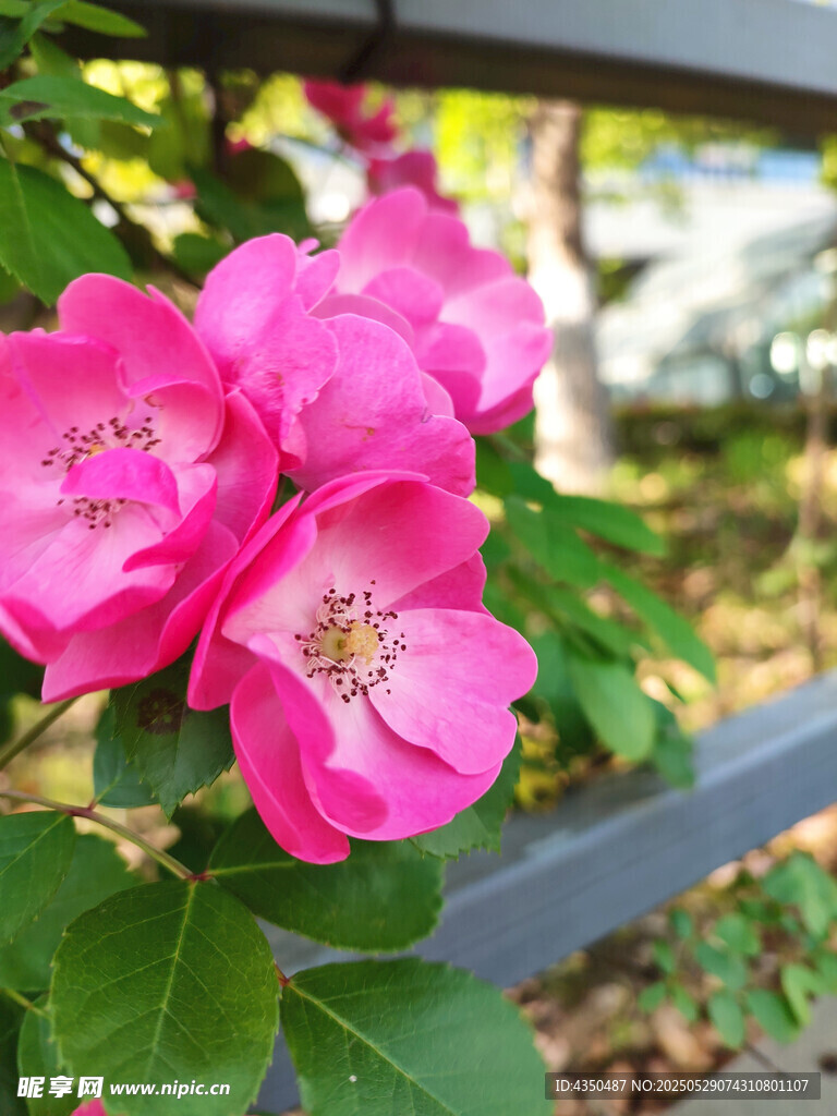 娇艳粉色蔷薇花绽放