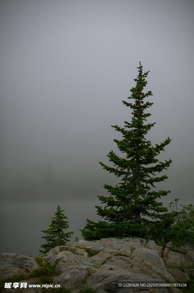 雾中孤松屹立岩石之上