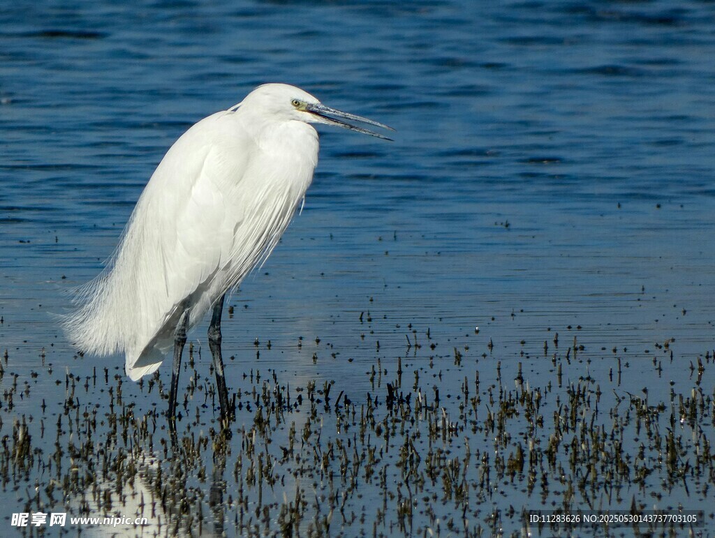 白鹭立于水边湿地