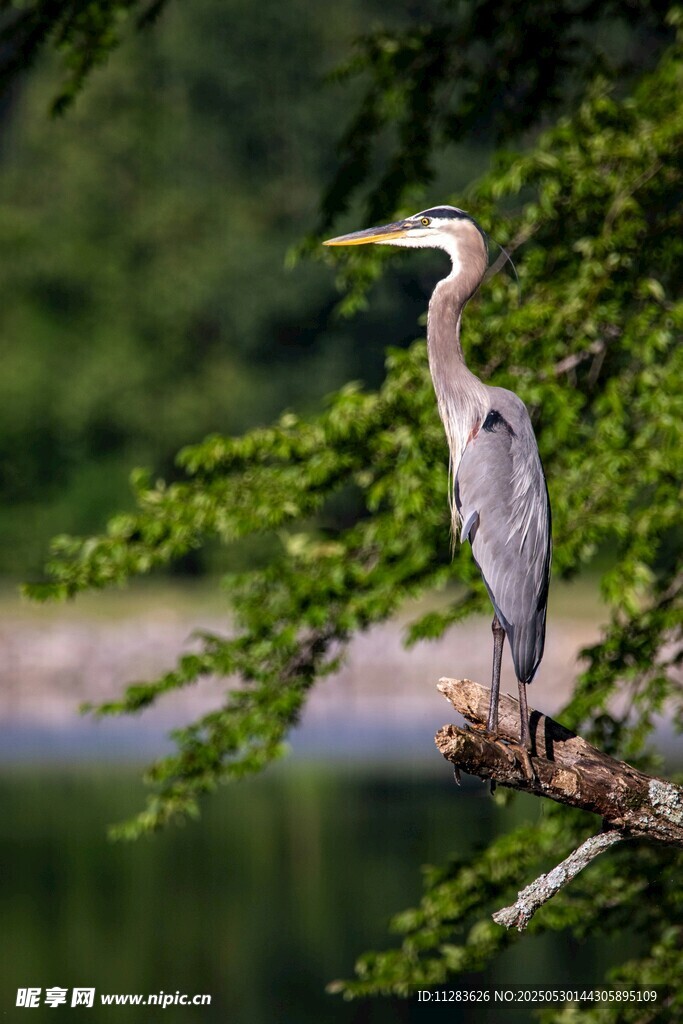 枝头伫立的优雅灰鹭