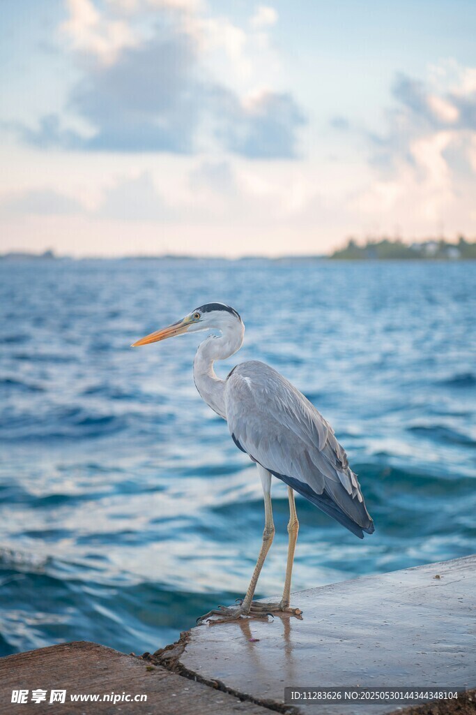 水边伫立的灰鹭